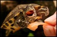 /album/galerie-de-photos/lola-comiendo-jpg/
